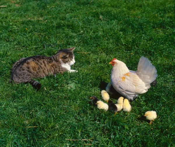 Domestic cat and chicken with chicks playing on the grass