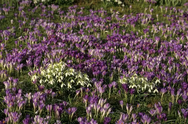 Frühlingskrokus Crocus Vernus Und Schneeglöckchen Schneeglöckchen Galanthus Nivalis Auf Einer — Stockfoto