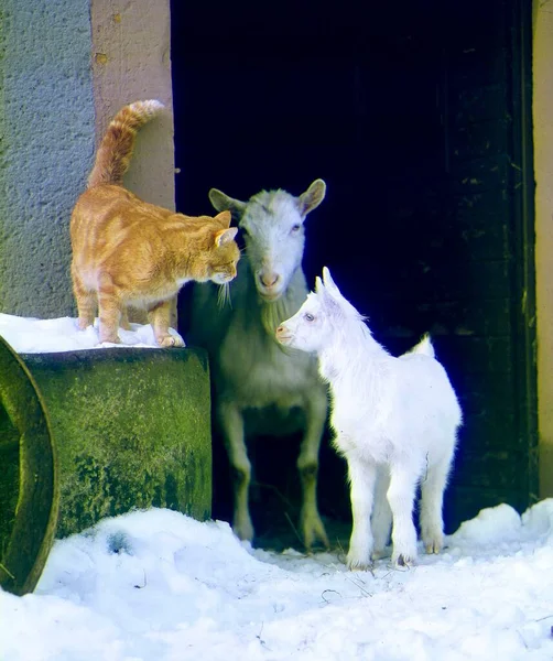 Gato Doméstico Con Dos Cabras —  Fotos de Stock