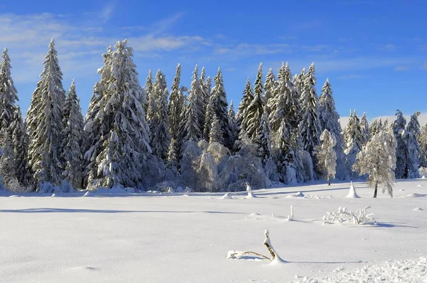 Czarny Las Zimą Las Świerkowy Czarny Las Wysoka Droga Zaśnieżony — Zdjęcie stockowe