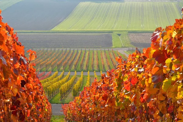 Wrttemberg Wine Landscape Autumn Gglingen — Stock Photo, Image