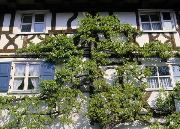 Half Timbered House Flowering Espalier Fruit Trees Pear Tree Detail — Stock Photo, Image