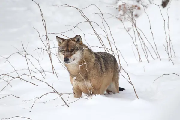 Grijze Wolf Canis Lupus Sneeuw Wolf Sneeuw — Stockfoto