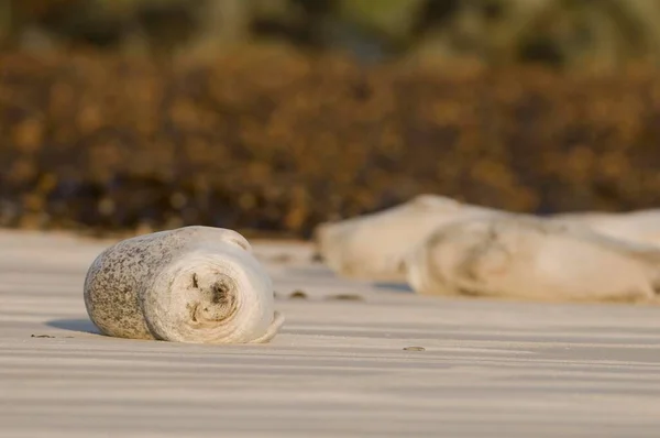 Hafenrobbe Liegt Auf Sand Nahsicht — Stockfoto