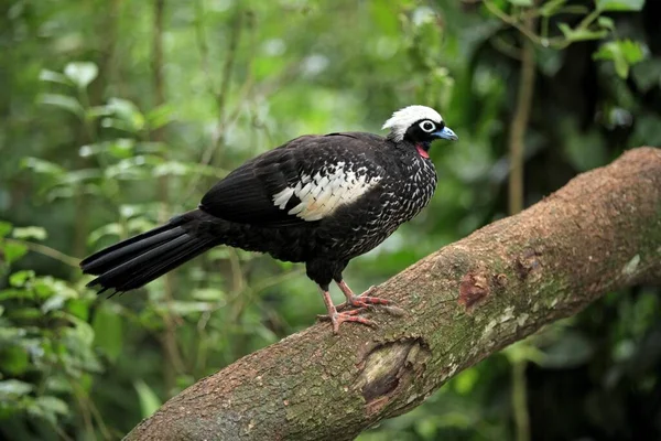 Black Fronted Piping Guan Aburria Jacutinga Pantanal Brasilien Erwachsene Auf — Stockfoto
