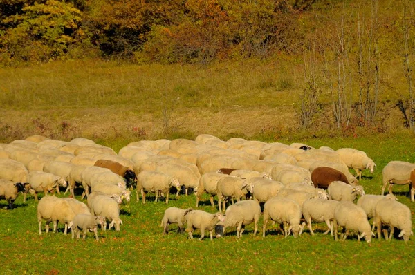 Krajina Švábské Stádo Ovcí Alb Podzimní Pastvě Domácí Ovce Ovis — Stock fotografie