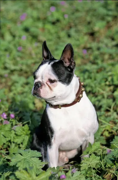 Boston Terrier, company dog and accompanying dog, Boston terrier, company dog and accompanying dog