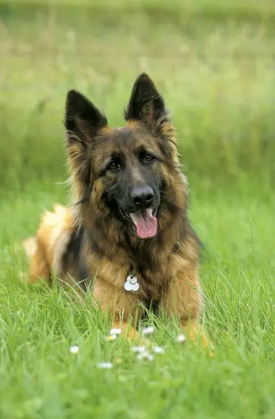 Närbild Gamla Tyska Longhair Shepherd Dog — Stockfoto