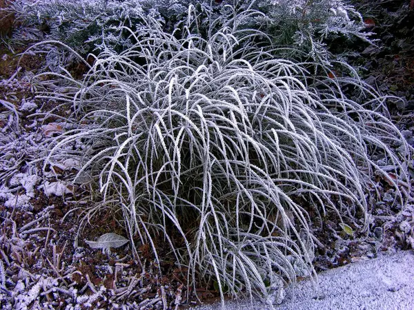 frost on the plants outdoor