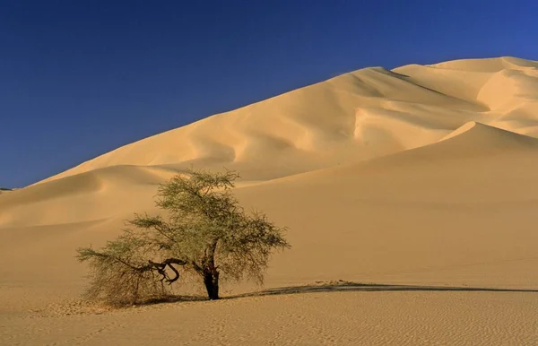 Arakao Também Arakaou Deserto Garra Caranguejo Tnri Níger — Fotografia de Stock