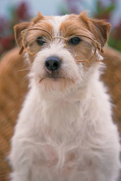 Parson Jack Russell Terrier Met Bril — Stockfoto