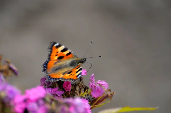 Butterfly : Small fox on carnation flower Small fox