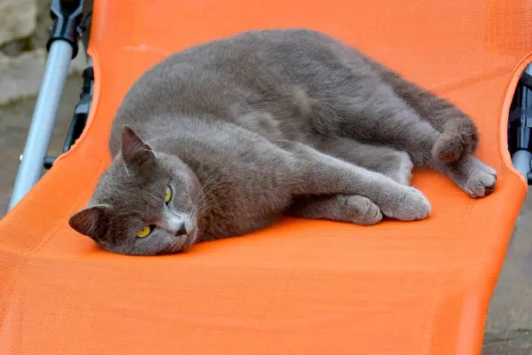 Kartuzjanka Kot Leżący Pomarańczowej Kanapie — Zdjęcie stockowe