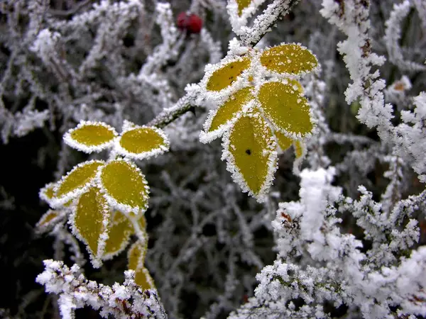 Närbild Första Rimfrost Löv — Stockfoto