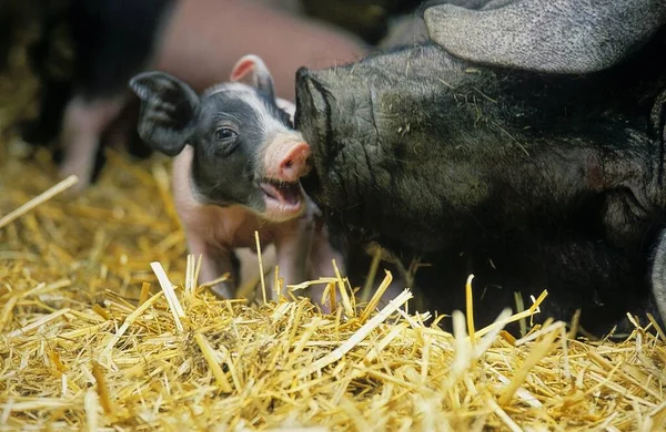 Hallisch Pig Schwbisch Hllisches Landschwein Hallisch Pig Piglets — Stock Photo, Image