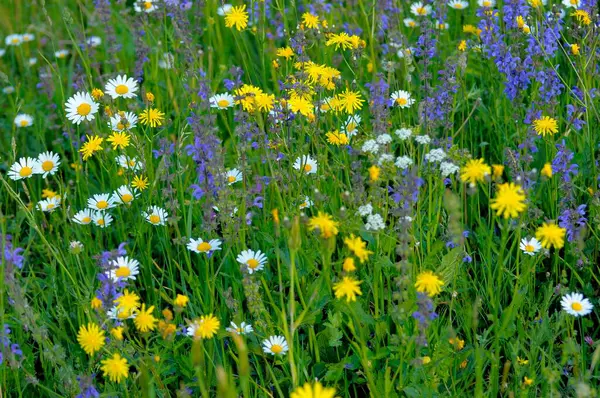 Fleurs Colorées Dans Prairie — Photo