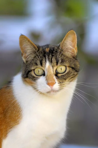 漂亮脸蛋的猫肖像画 — 图库照片