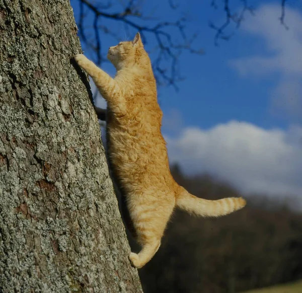 Retrato Gato Bonito Escalando Árvore — Fotografia de Stock