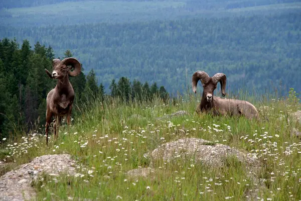 Dvě Ovce Horách Skalistých Hor Nedaleko Golden Britská Kolumbie Kanada — Stock fotografie