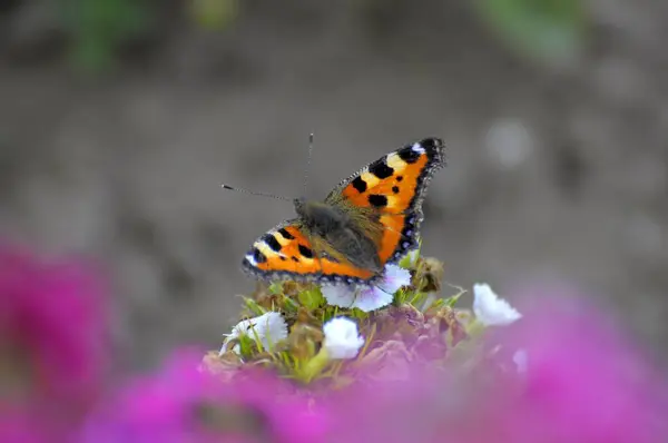 Schmetterling Kleiner Fuchs Bart Nelke Garten Kleiner Fuchs — Stockfoto