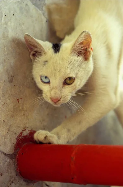 Close Retrato Gato Branco Com Diferentes Olhos Coloridos — Fotografia de Stock