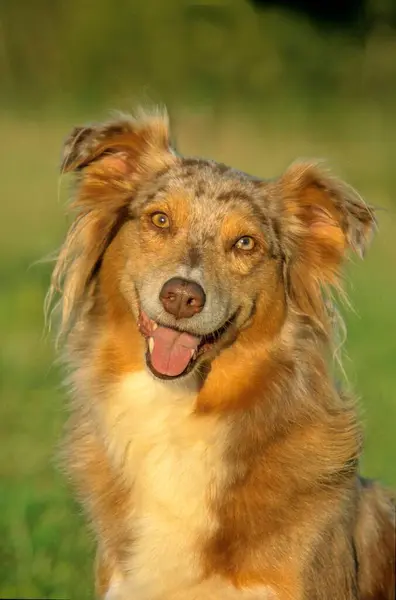 Detailní Pohled Australského Psa Hirte — Stock fotografie