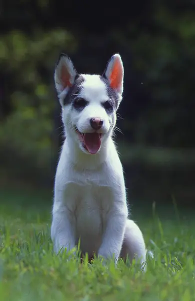 Husky Siberiano Cachorro Pinto Cor Semanas Idade — Fotografia de Stock