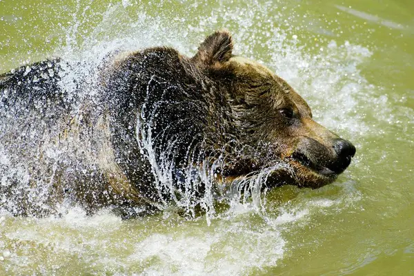 Urso Marrom Ursus Arctos Tomando Banho Água Rolando Urso Marrom — Fotografia de Stock