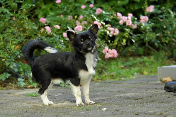 年幼的奇瓦瓦 6个月大 长发三色 Fci标准编号 218 Chihuahua 6个月大 Canis Lupus Familiaris — 图库照片