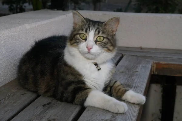 かわいい家の猫は木のベンチに横たわっています — ストック写真