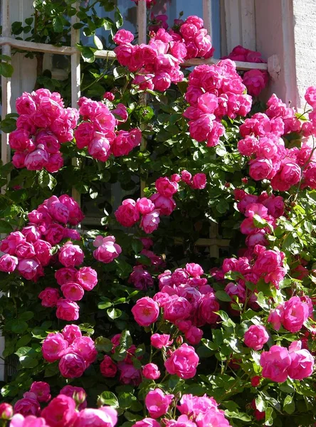 Roses Roses Grimpantes Dans Jardin Vue Jour — Photo