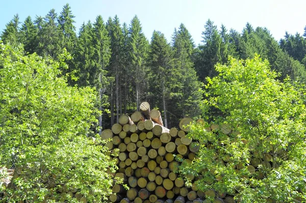 Corte Troncos Árboles Bosque Vista Diurna —  Fotos de Stock
