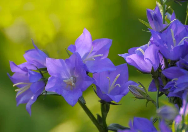 Блакитні Саду — стокове фото