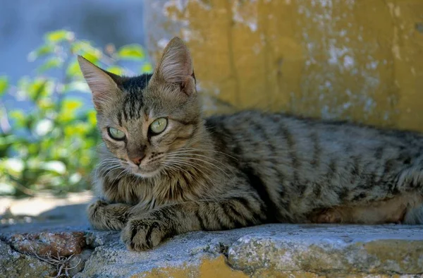 Bliska Widok Szary Kot Leżą Kamieniu — Zdjęcie stockowe