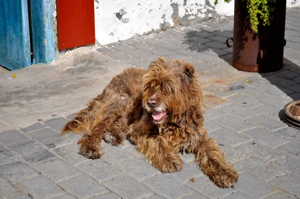 Pandangan Dekat Anjing Tergeletak Jalan — Stok Foto