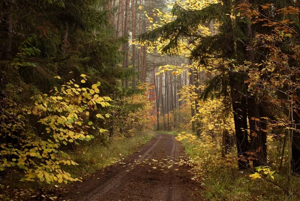 Δάση Μονοπάτι Οκτώβριος Ημέρα Ψιλόβροχο Πολύχρωμα Φύλλα Ομίχλη Πρωί Νυρεμβέργη — Φωτογραφία Αρχείου