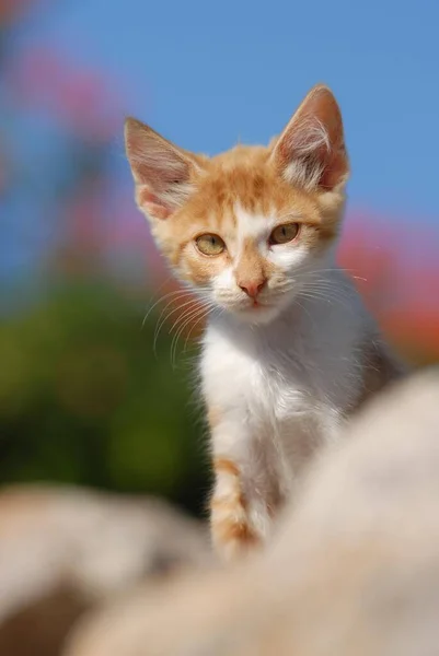 壁から奇妙にピアリングする若い国内の子猫 — ストック写真