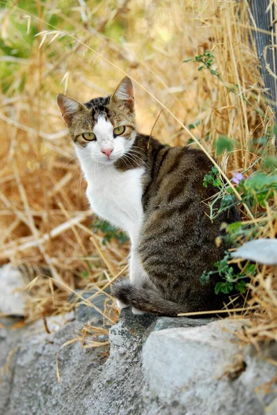 岩の上に座っているかわいい猫のショットを閉じる — ストック写真