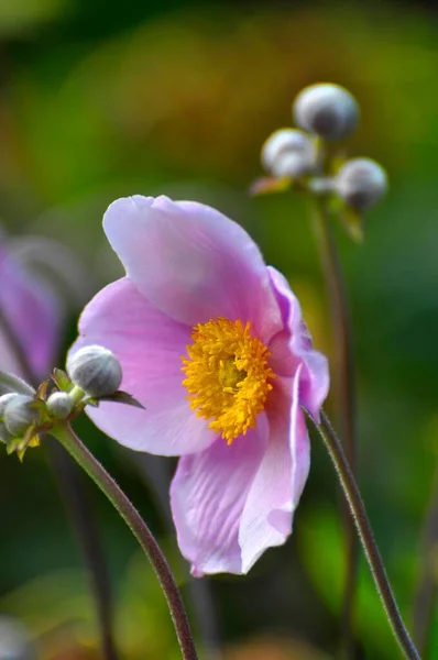 Japonês Anêmona Floração Jardim — Fotografia de Stock