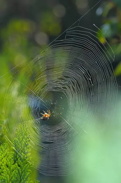 Ristihämähäkki Verkossa Lähikuva — kuvapankkivalokuva