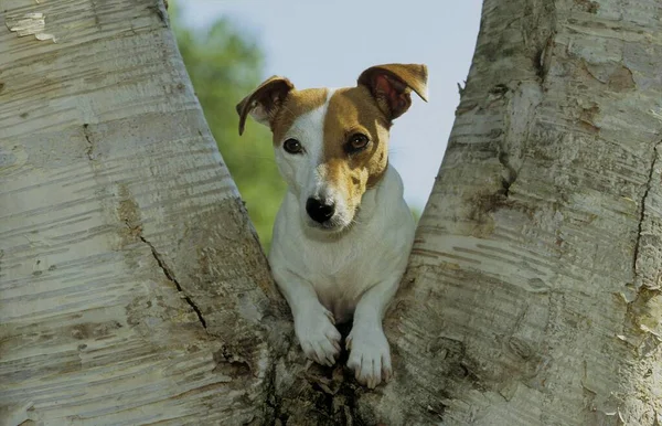Jack Russell Terrier Cucciolo Settimane Vita — Foto Stock