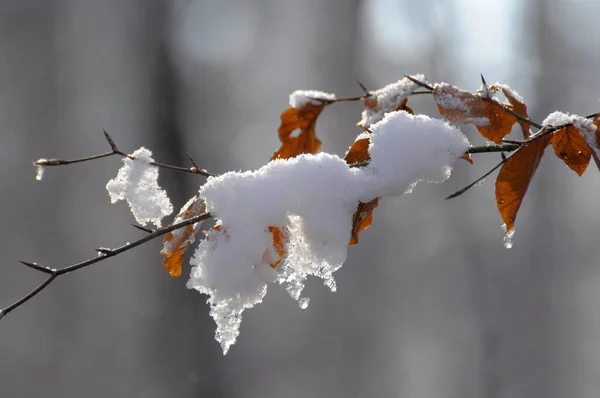 Liście Bukowe Zimą Śnieg Lasem Liściastym — Zdjęcie stockowe