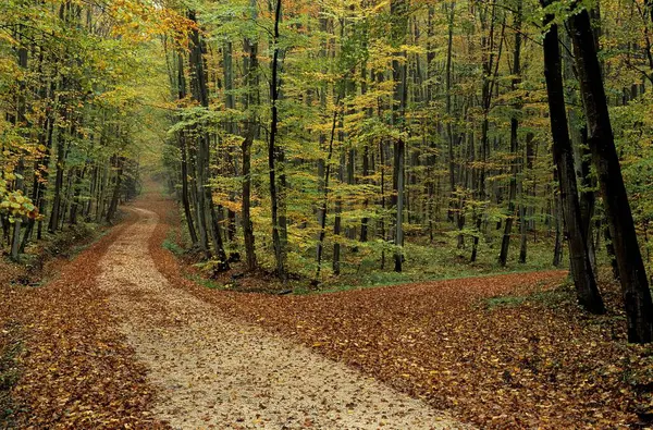 Sonbahar Ormanı Boyunca Yol — Stok fotoğraf