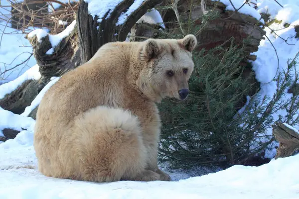 Syryjski Niedźwiedź Brunatny Ursus Arctos Syriacus Zimą Syryjski Niedźwiedź Brunatny — Zdjęcie stockowe