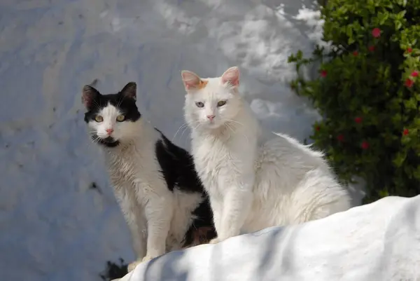 Two domestic cats sitting side by side on a whitewashed step in a greek alley