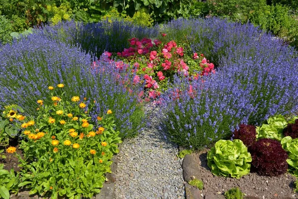 Cottage Tuin Lavendel Bloeien Voorkant Van Rode Rozen — Stockfoto
