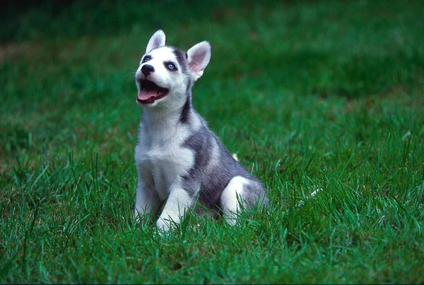 Husky Siberiano Cachorro Semanas Edad —  Fotos de Stock