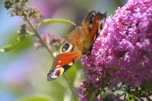 Motyl Paw Motyl Krzewie Motyla — Zdjęcie stockowe