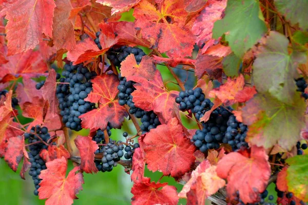 Sarmaşıkta Kırmızı Şarap Üzümleri Renkli Sonbahar Yaprakları Lemberger Kraichgau — Stok fotoğraf
