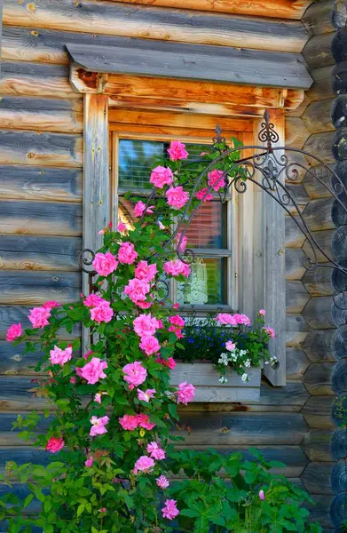 Розовые Розы Саду Дневной Обзор — стоковое фото